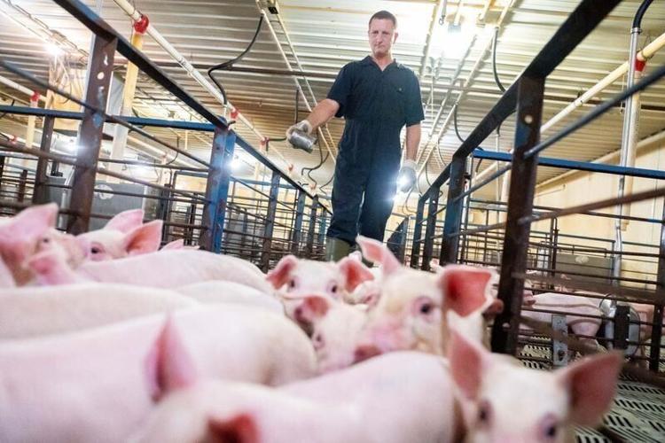 Nursery owner Chad Zoske herds more than 1000 pigs into their pens on Aug. 12, 2026, at his nursery outside of Eldora.