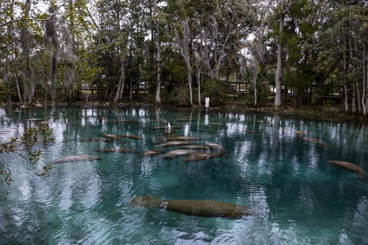 Manatees congregate at Three Sisters Springs in Crystal River on Feb. 27, 2026