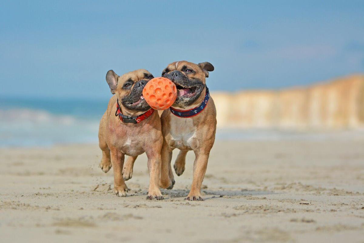 How to have a wallet happy and pet-friendly summer getaway (image)