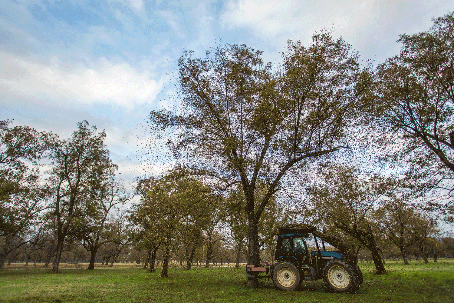 Pecan trees animation
