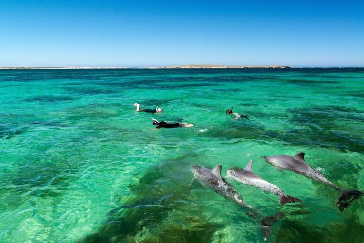 Swimming with dolphins off the coast of Eyre Peninsula, a vacation destination that's a short flight from Adelaide.