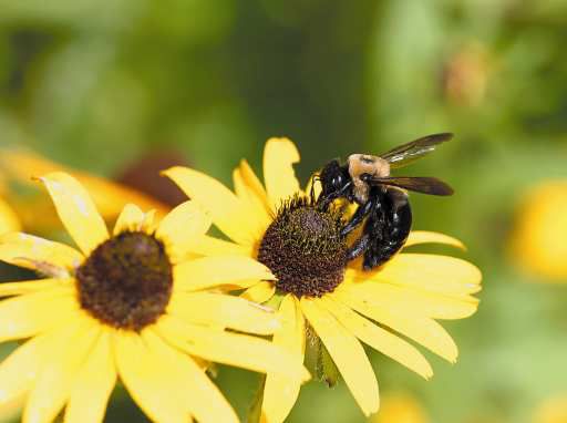 Don’t be alarmed by bees, they’re good to have around