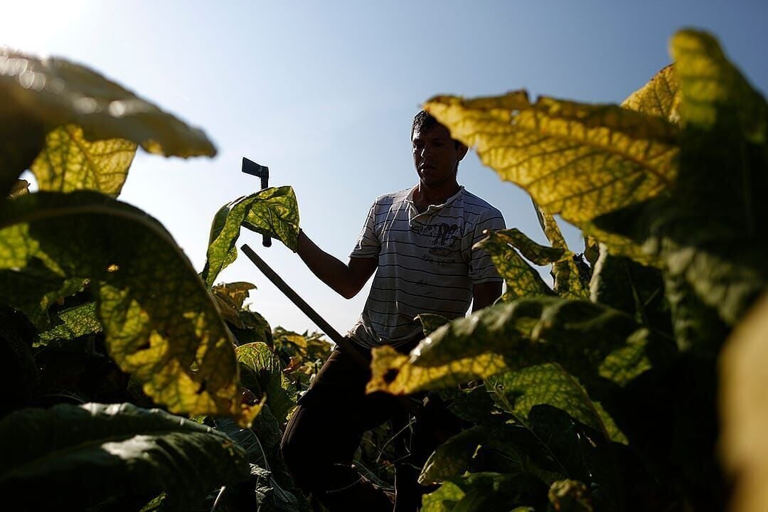 The migrant farmworkers risking their lives for illegal wages