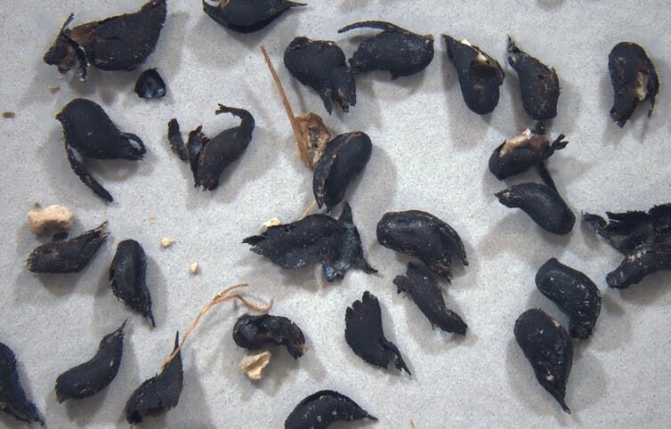 Seeds