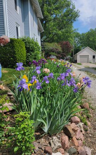 A sons passion for his mothers love of irises