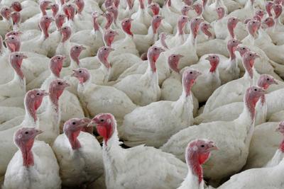Chicken Salmonella