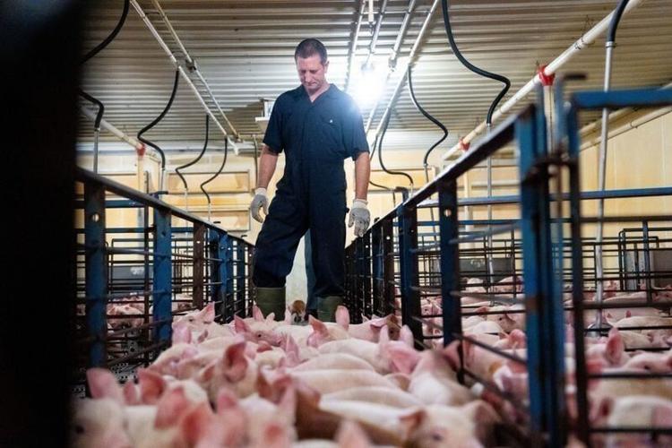 Nursery owner Chad Zoske herds baby pigs into their pens on Aug. 12, 2026, at his nursery outside of Eldora. He's among several creditors who say Republican lieutenant governor candidate Derek Wulf has failed to pay them.