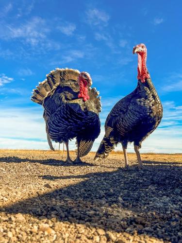 Turkeys on Route 66 in Newkirk, New Mexico on Nov. 13, 2025.
