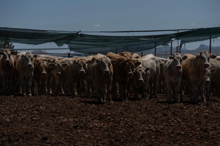 Cattle are inspected by a Mexican veterinarian at the Unión Ganadera Regional de Sonora export facility in Agua Prieta, Sonora, on Aug. 24, 2026, before being prepared for export to Douglas, Ariz. The inspections are part of a binational animal health pro