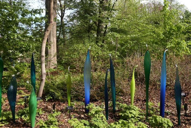 Glass artist Chihuly will bring ‘most ambitious' exhibition to Missouri Botanical Garden