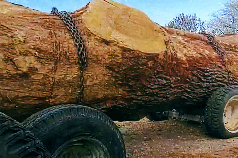 ferguson tree exhibit1