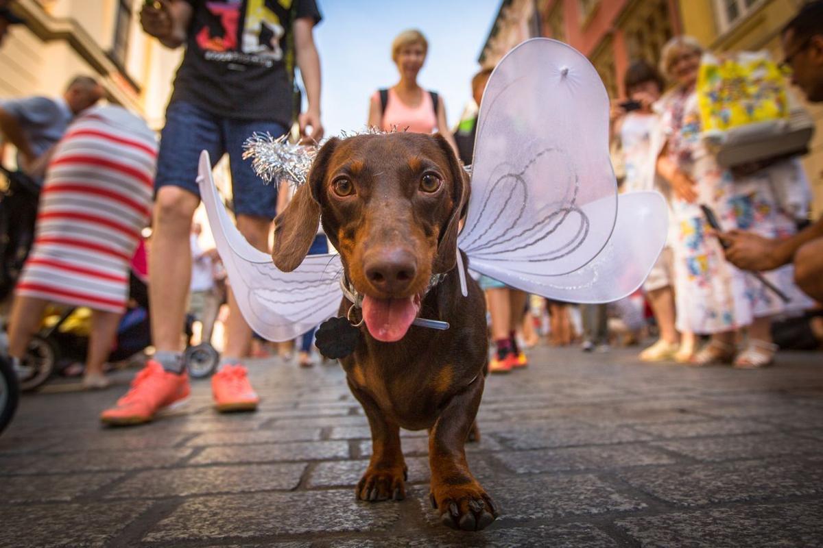 Who knew? Surprising places that welcome pets (image)