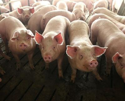 Hogs occupy pens at a confinement facility in Ayrshire, Iowa, on Friday, Feb. 6, 2015.