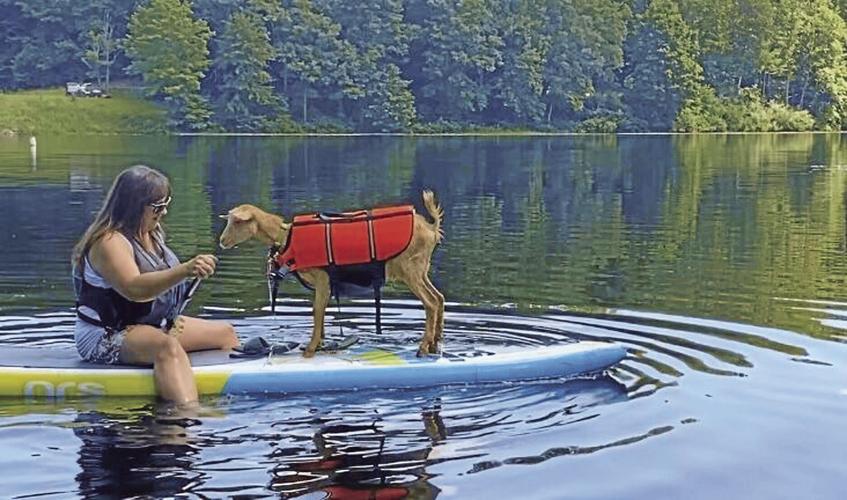 Paddle Boating Goat