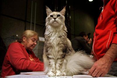 WORLD-NEWS-UKRAINE-RUSSIA-CATS-GET