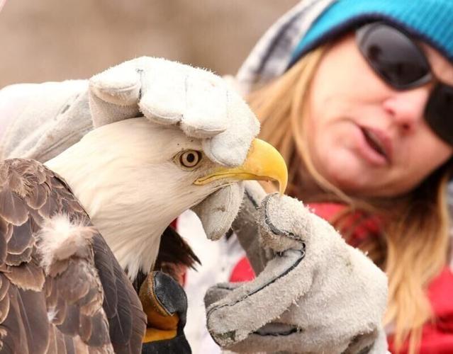 Eagle Release.jpg