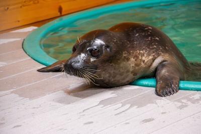 Walnut, a harbor seal from California, was successfully FedEx'ed to Des Moines' Blank Park Zoo on June 9, 2026.