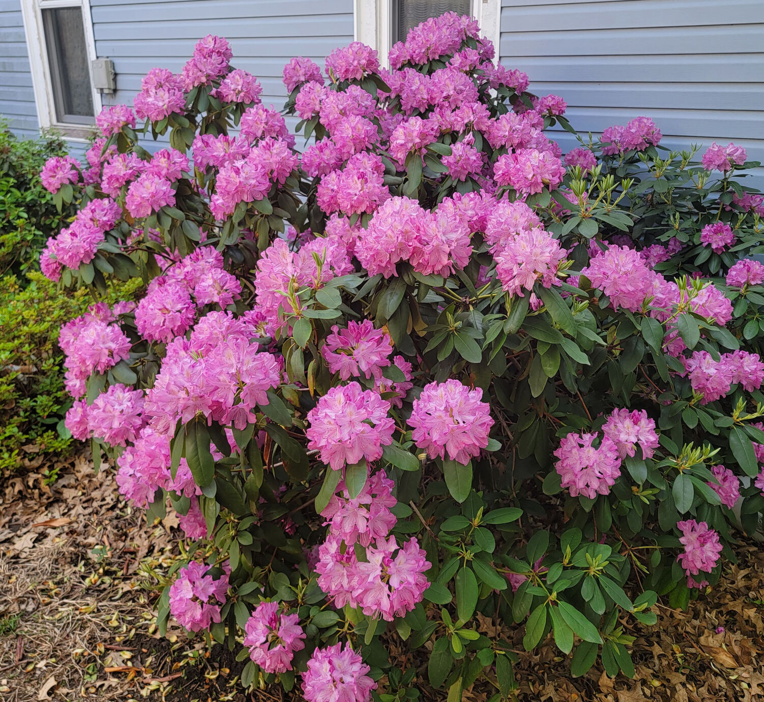 A sons passion for his mothers love of irises