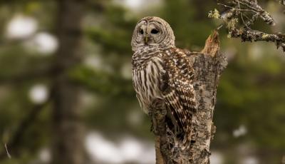usfws-turnbull-nwr-barred-owl-large.jpeg