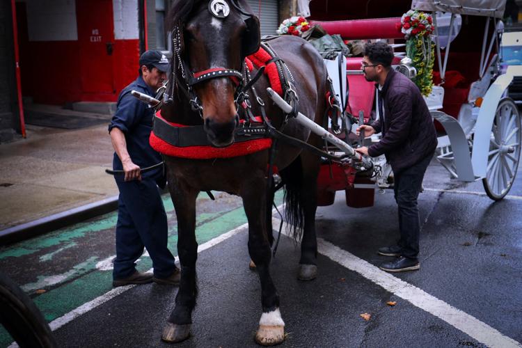 NEW YORK-HORSES/
