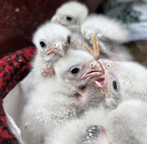baby kestrels.jpg