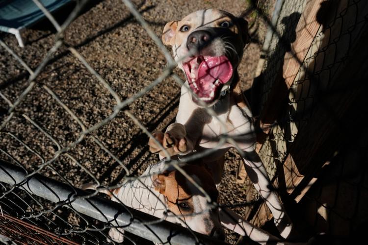 Government Shutdown Food Aid Pets