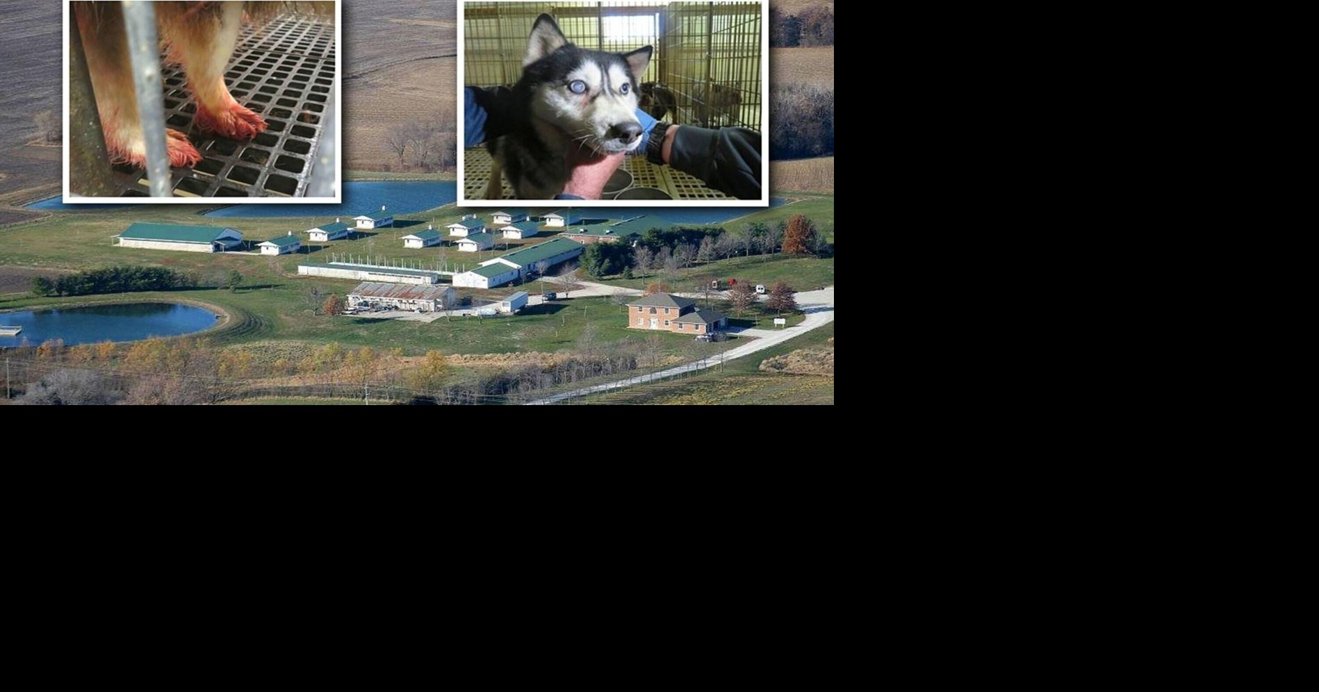Animal welfare group expands lawsuit over puppy laundering, USDA enforcement Clark Kauffman Iowa Capital Dispatch Sep 9, 2026 12 mins ago