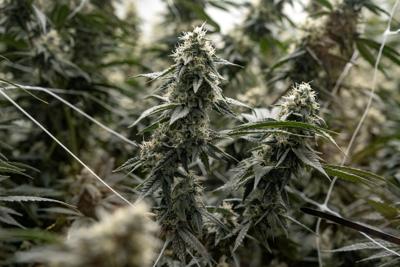 Denver during the annual but informal cannabis holiday, 4/20 (four-twenty)