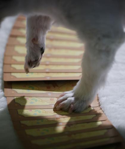 South Korea's pet owners turn to tarot to decode their animals' feelings