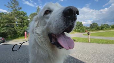 Great Pyrenees