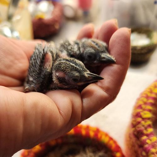 Downy Woodpecker.jpg