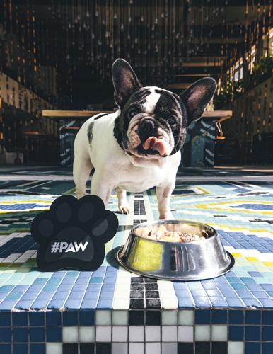W Punta de Mita, the country's ultimate doggie surf escape.