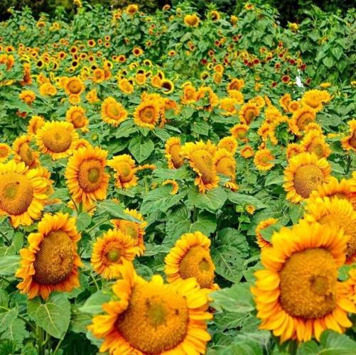 Lee Farms Sunflower Festival opens Aug. 19 | News 