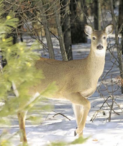 Winter severity index ranks 2022-23 as moderate in northern Wisconsin
