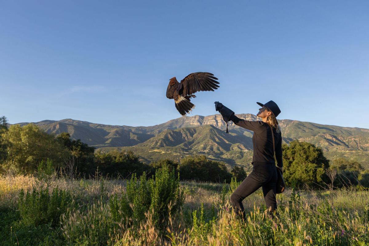 Bird’s-Eye View: Talon and Flight Falconry connects people with nature through raptor encounters