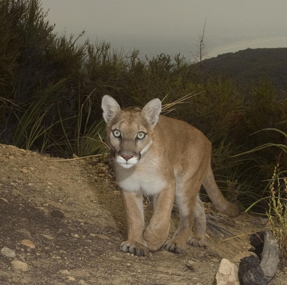 Cougars Listed As Threatened: Mountain lion populations in Central Coast, Southern California fall under endangered species protection
