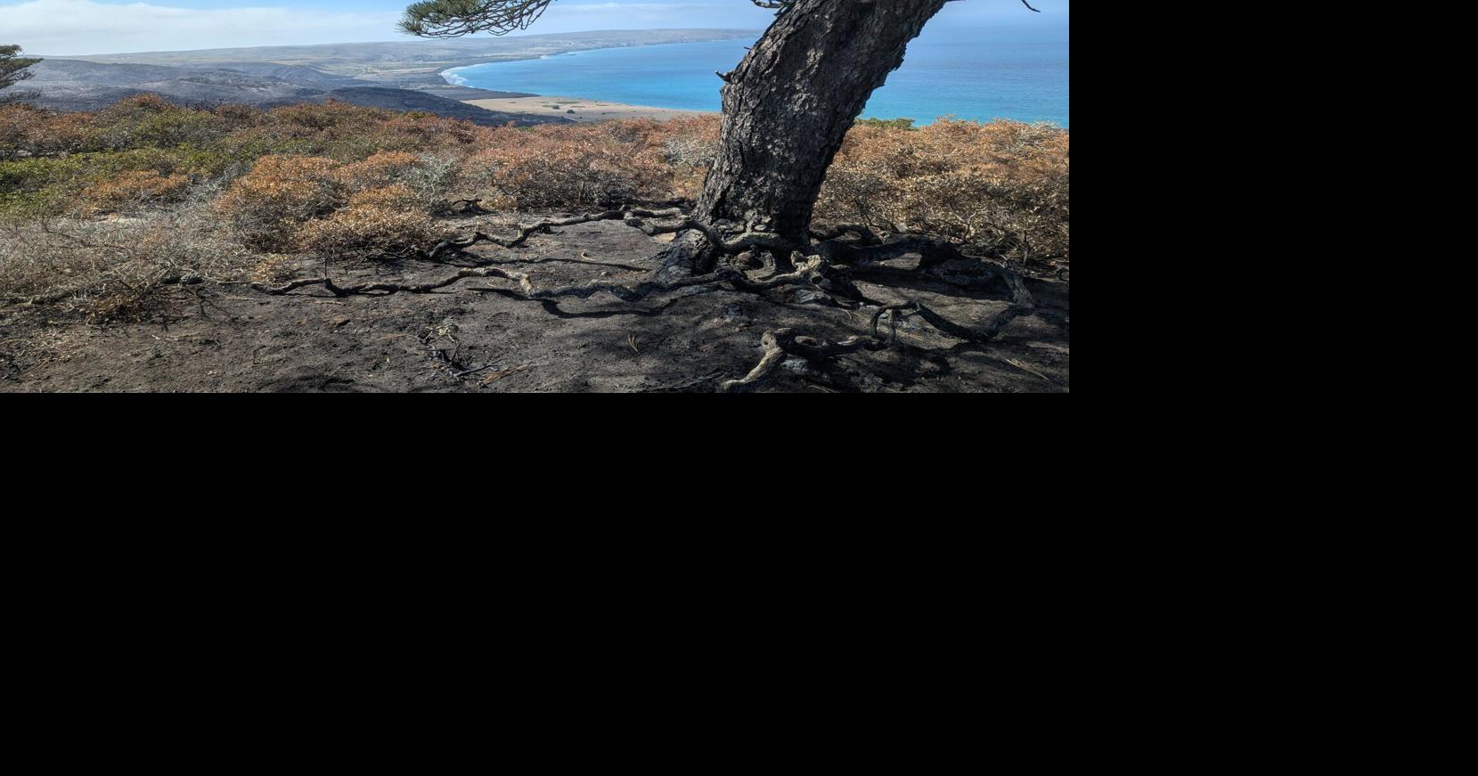 Torrey Pine Protections: Helping Santa Rosa Island tree subspecies survive and recover a top priority for park officials