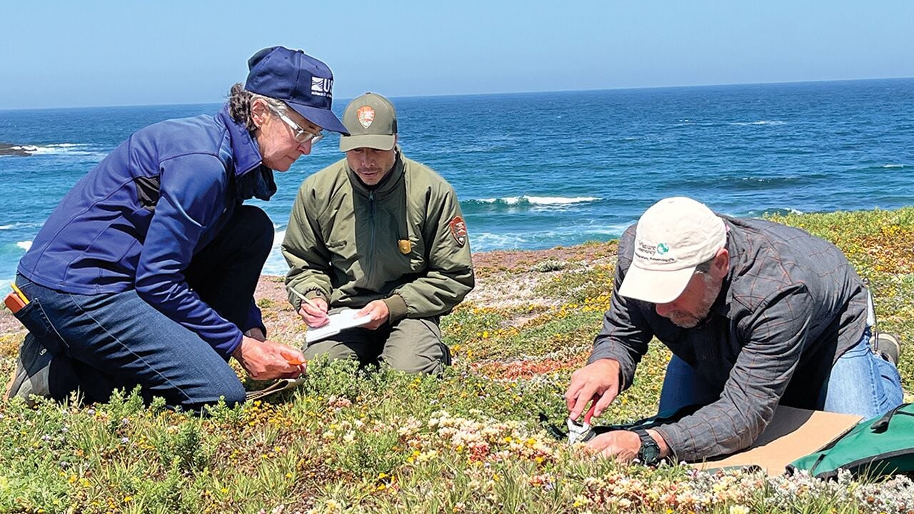 Two island plants delisted Santa Cruz Island Dudleya island