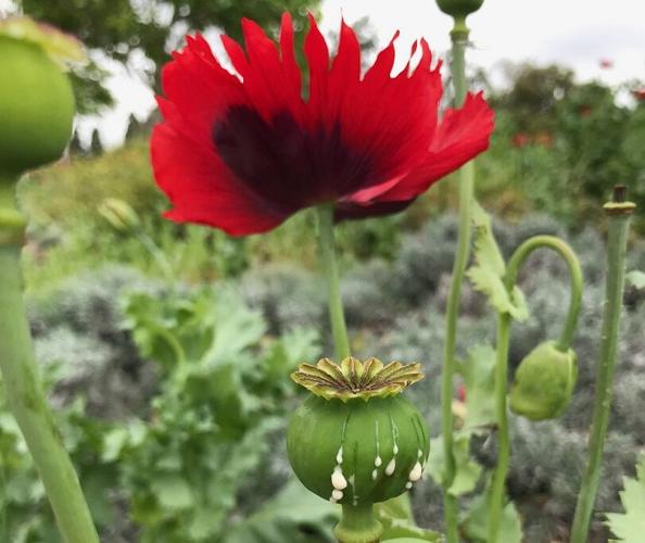 NOT YOUR TYPICAL GARDEN | Ventura discovers, quickly removes opium poppy  plants from public park | News | vcreporter.com
