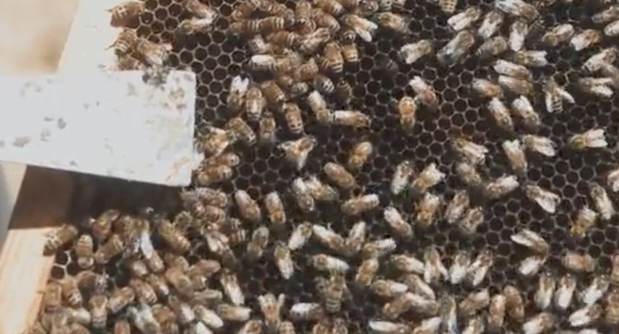 Bees and Honey - Oregon Agriculture in the Classroom