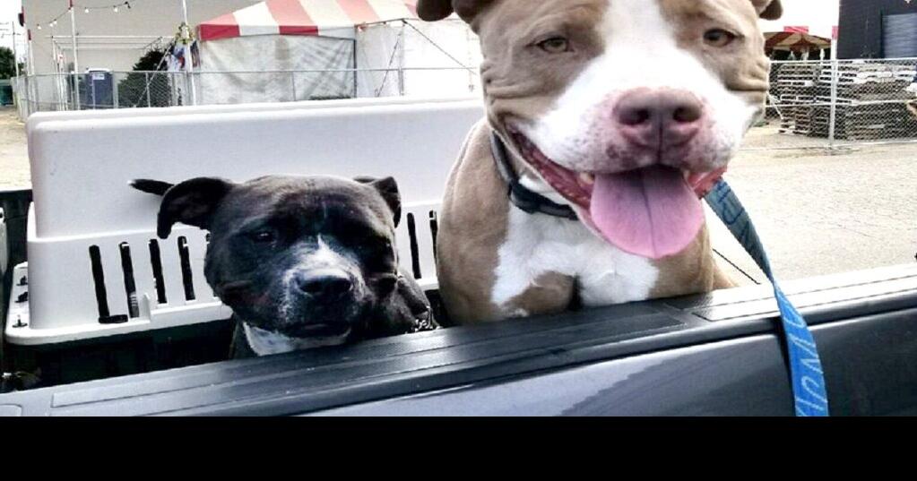 PUBLIC NUISANCE CHALLENGED Judge rules pet owner’s rights violated in