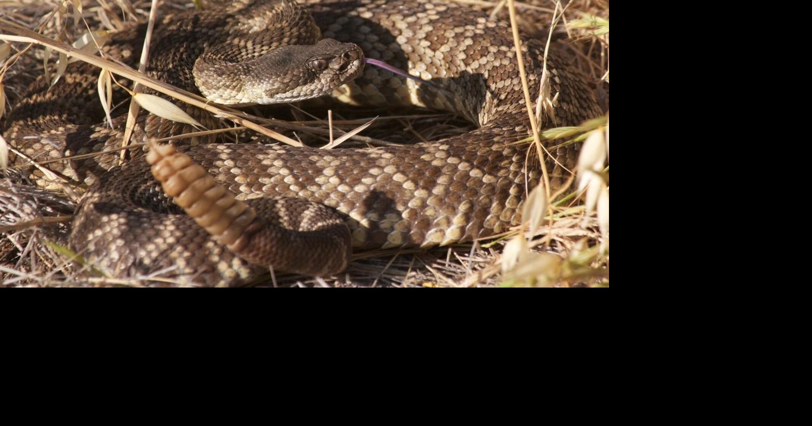 Rattlesnake Risk Increases in Spring: Stay vigilant during outdoor ...