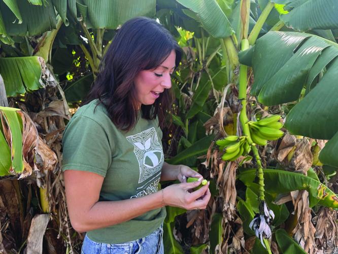 Cultivating Success: SEEAG hopes Southbank Learning Farm will help ...