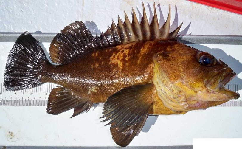 FISHY BUSINESS Proposed rockfish regulations send shock waves through