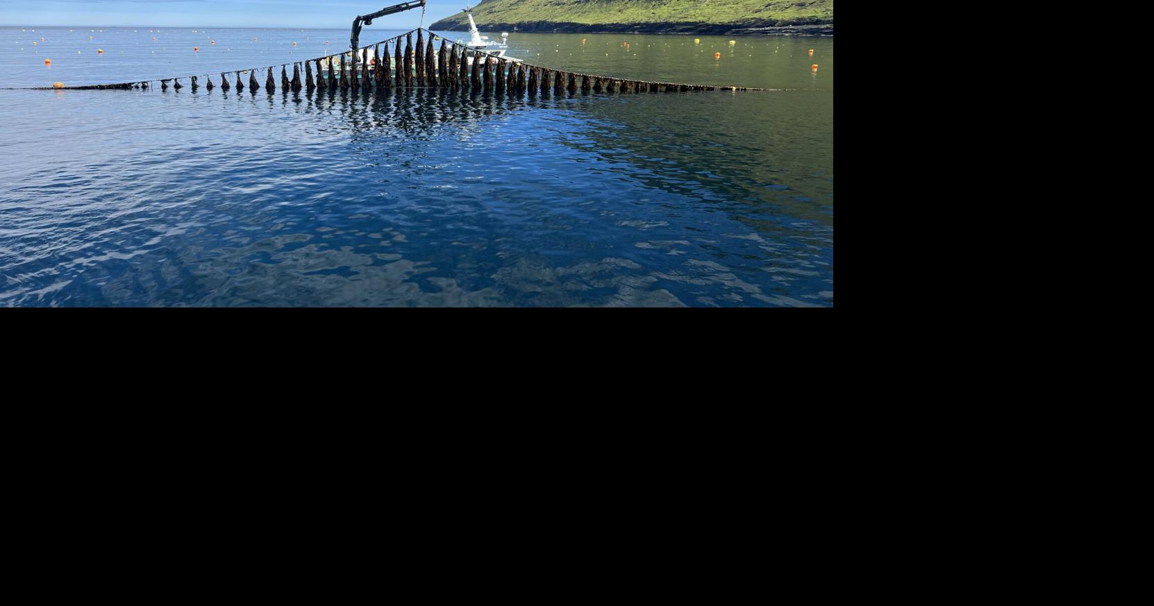 Underwater Ag: Ventura considers kelp farming