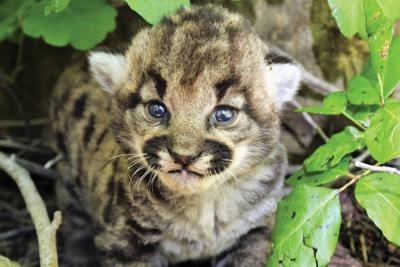 Mountain lion kittens born near Simi