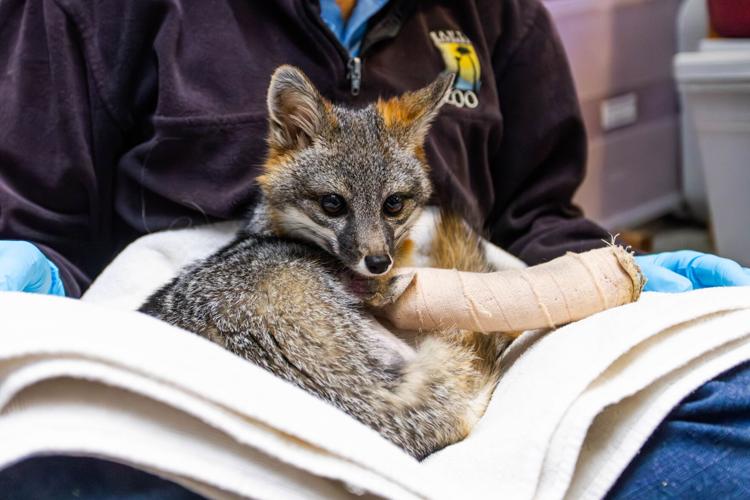 Moving to the mainland: Injured island fox treated at SB Zoo will ...