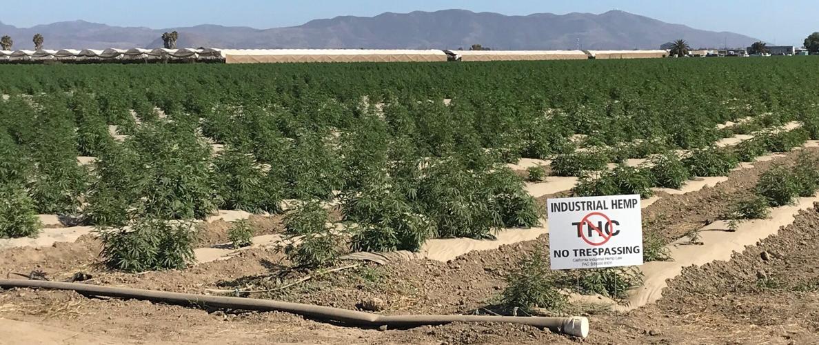GREEN RUSH Ventura County issues permits for 4,000 acres of hemp