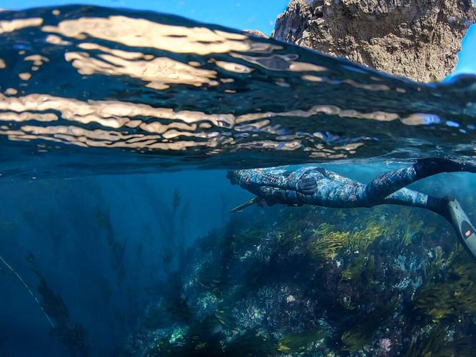 Spearfishing in California's cold murky waters for the first time