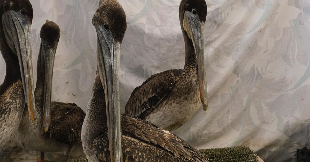 Imx Rescue Species in the Spotlight: 'Wild Rescue' brings animal rehab to IMAX ...